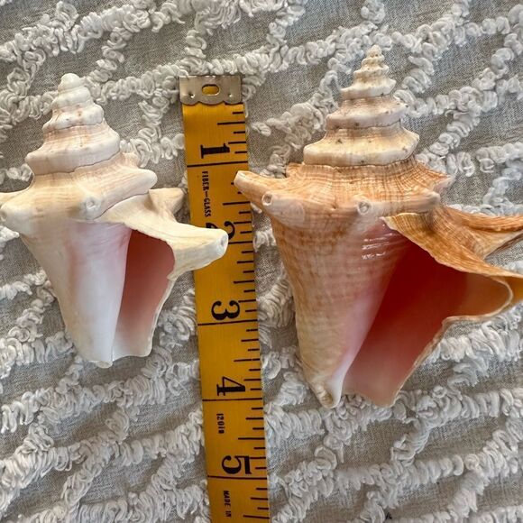 Sea Shells From Bahamas Small Unharvested Conch - Picture 5 of 12